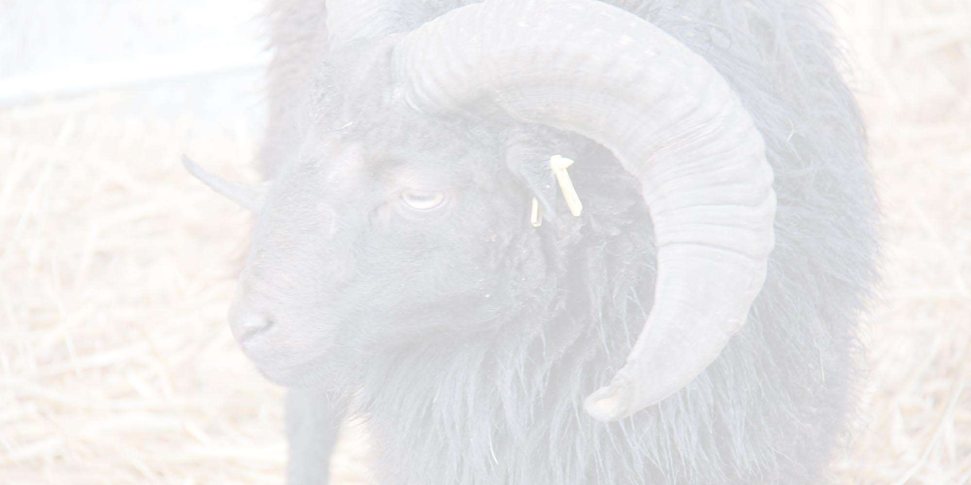 impressionen_​startseite_​2_​slowschaf