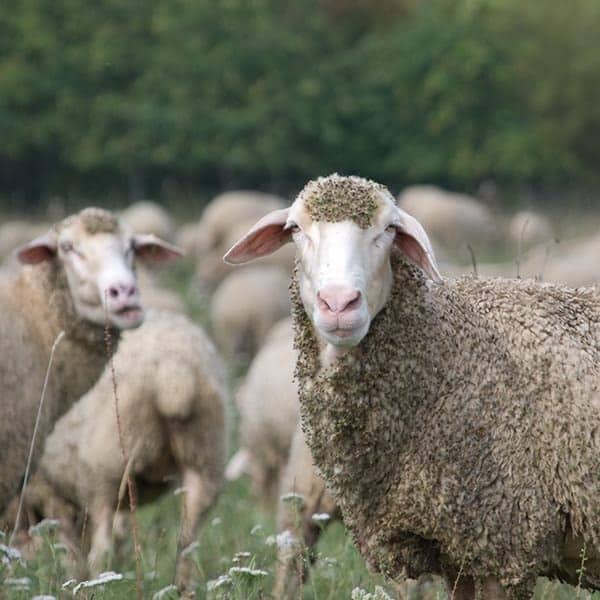 slowschaf_​galerie_​7